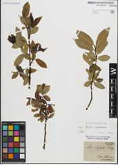 Foto von Salix fragilis L. x Salix pentandra L.